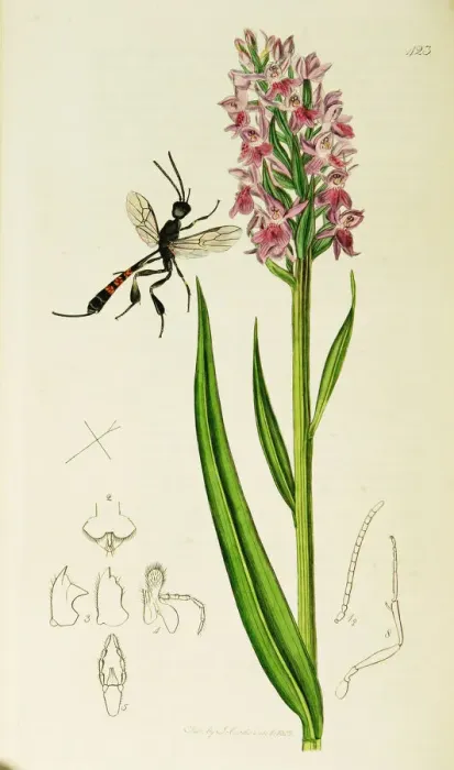Framed Print : Curtis British Entomology Plate 423 Framed Print : Curtis British Entomology Plate 423