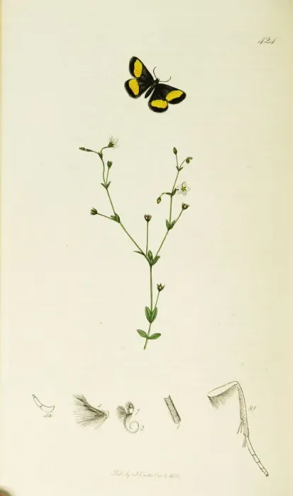Framed Print : Curtis British Entomology Plate 424 Framed Print : Curtis British Entomology Plate 424