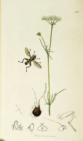 Curtis British Entomology Plate 425