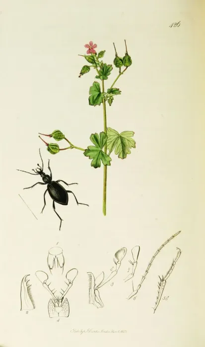 Framed Print : Curtis British Entomology Plate 426 Framed Print : Curtis British Entomology Plate 426