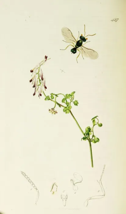 Framed Print : Curtis British Entomology Plate 427 Framed Print : Curtis British Entomology Plate 427