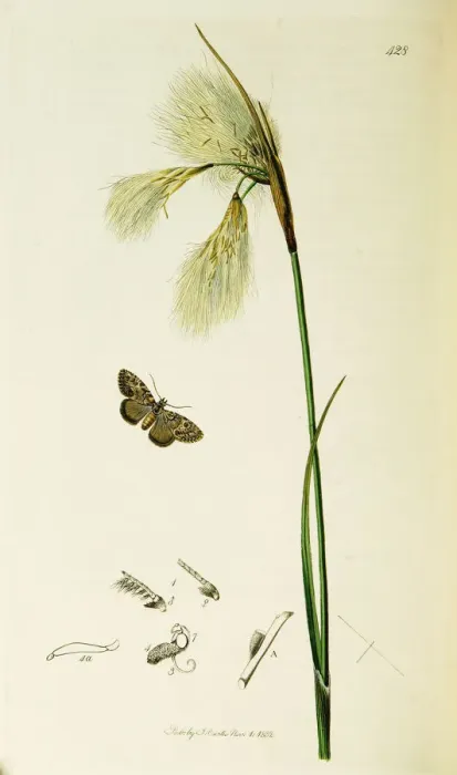 Framed Print : Curtis British Entomology Plate 428 Framed Print : Curtis British Entomology Plate 428