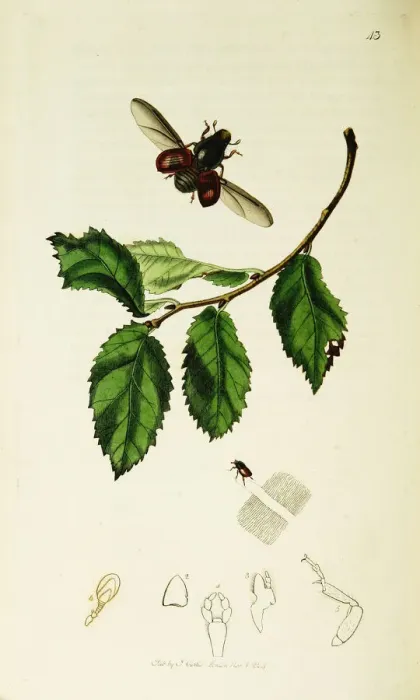 Framed Print : Curtis British Entomology Plate 43 Framed Print : Curtis British Entomology Plate 43