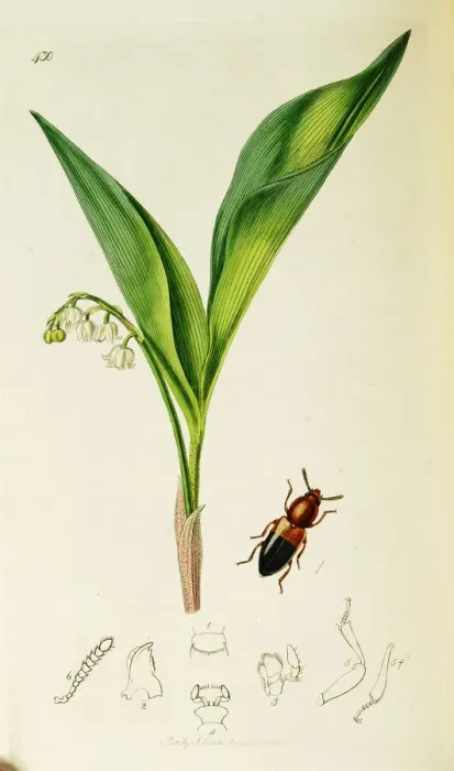 Framed Print : Curtis British Entomology Plate 430 Framed Print : Curtis British Entomology Plate 430