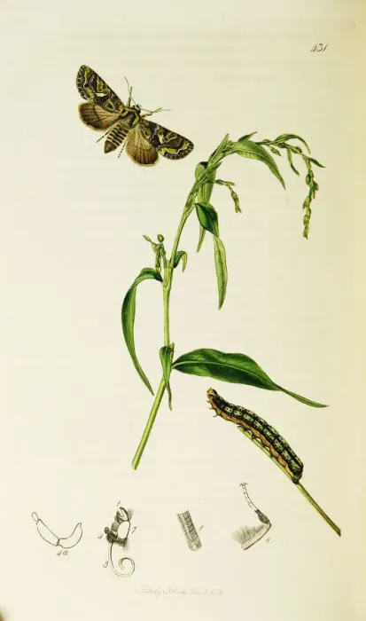 Framed Print : Curtis British Entomology Plate 431 Framed Print : Curtis British Entomology Plate 431
