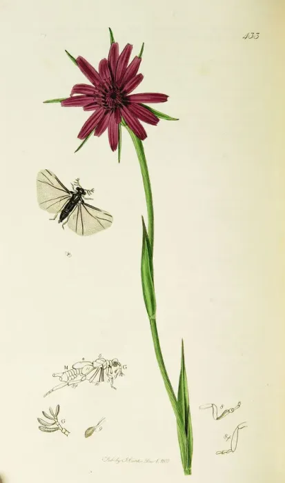 Framed Print : Curtis British Entomology Plate 433 Framed Print : Curtis British Entomology Plate 433