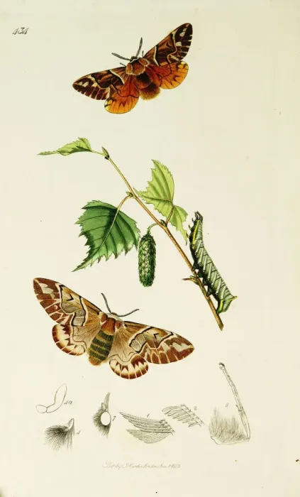 Framed Print : Curtis British Entomology Plate 434 Framed Print : Curtis British Entomology Plate 434