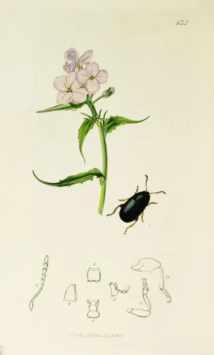 Framed Print : Curtis British Entomology Plate 435 Framed Print : Curtis British Entomology Plate 435