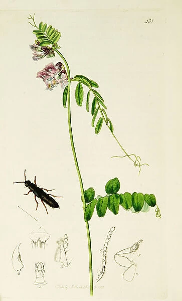 Curtis British Entomology Plate 438