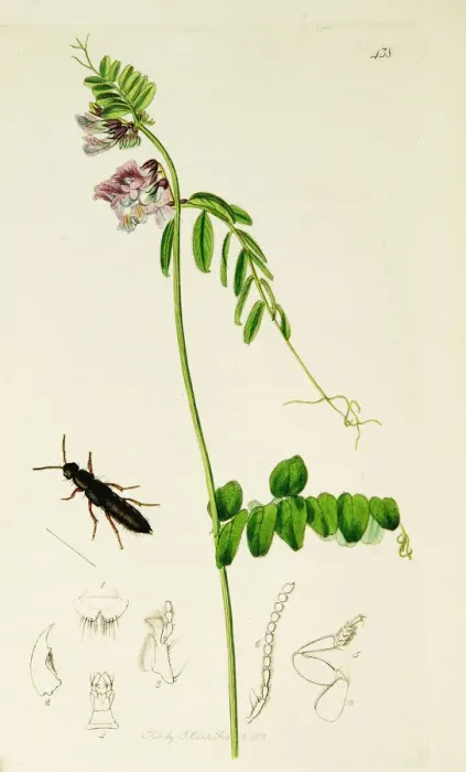 Framed Print : Curtis British Entomology Plate 438 Framed Print : Curtis British Entomology Plate 438