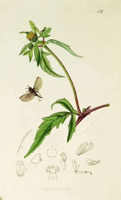 Framed Print : Curtis British Entomology Plate 439 Framed Print : Curtis British Entomology Plate 439