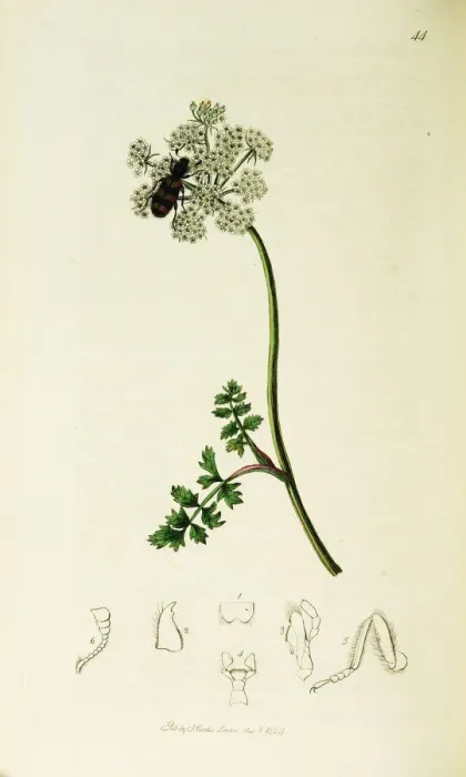 Framed Print : Curtis British Entomology Plate 44 Framed Print : Curtis British Entomology Plate 44