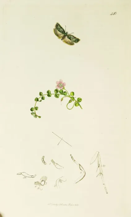 Framed Print : Curtis British Entomology Plate 440 Framed Print : Curtis British Entomology Plate 440