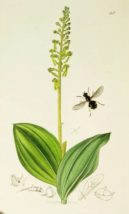 Framed Print : Curtis British Entomology Plate 441 Framed Print : Curtis British Entomology Plate 441