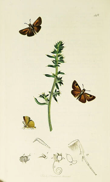 Curtis British Entomology Plate 442