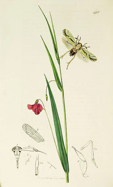 Curtis British Entomology Plate 445