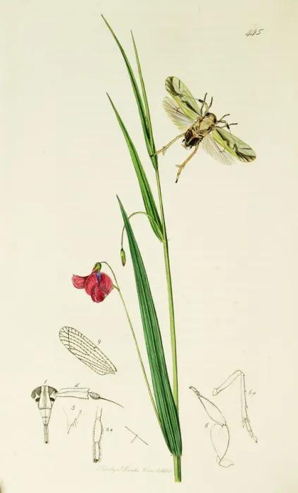 Framed Print : Curtis British Entomology Plate 445 Framed Print : Curtis British Entomology Plate 445