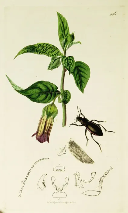 Framed Print : Curtis British Entomology Plate 446 Framed Print : Curtis British Entomology Plate 446