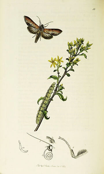 Curtis British Entomology Plate 45