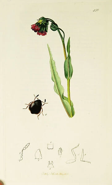 Curtis British Entomology Plate 450