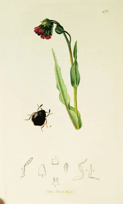 Framed Print : Curtis British Entomology Plate 450 Framed Print : Curtis British Entomology Plate 450