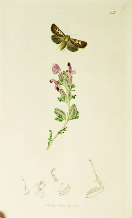 Framed Print : Curtis British Entomology Plate 451 Framed Print : Curtis British Entomology Plate 451