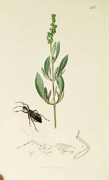 Curtis British Entomology Plate 453