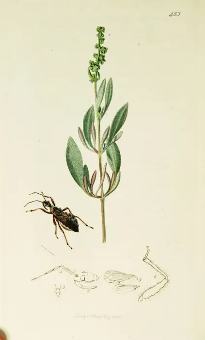 Framed Print : Curtis British Entomology Plate 453 Framed Print : Curtis British Entomology Plate 453