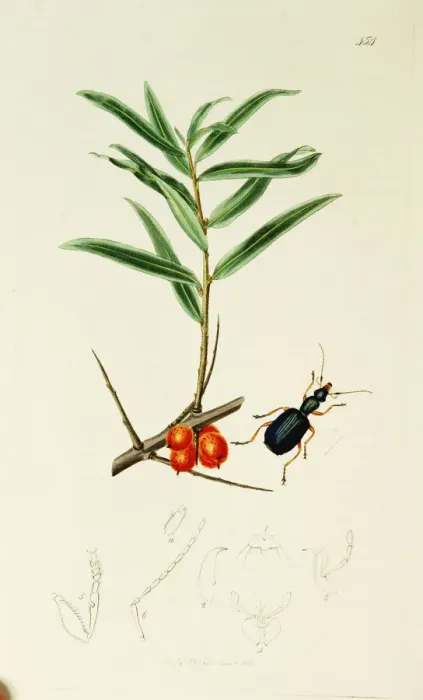 Framed Print : Curtis British Entomology Plate 454 Framed Print : Curtis British Entomology Plate 454