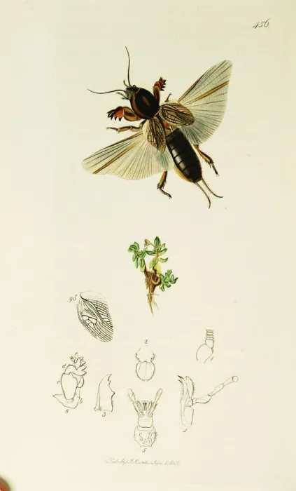 Framed Print : Curtis British Entomology Plate 456 Framed Print : Curtis British Entomology Plate 456