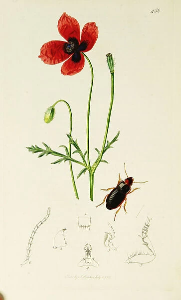 Curtis British Entomology Plate 458
