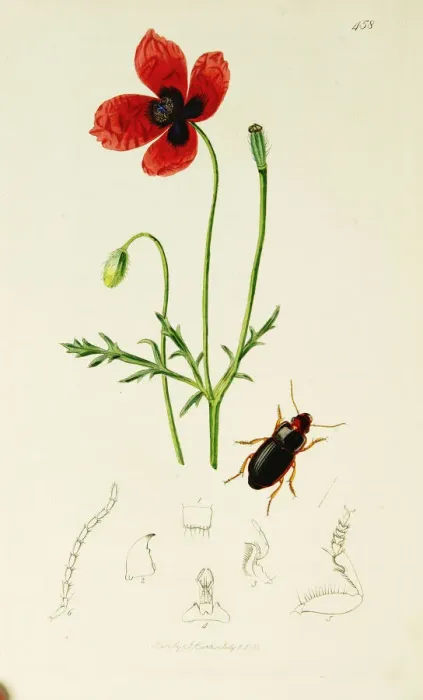 Framed Print : Curtis British Entomology Plate 458 Framed Print : Curtis British Entomology Plate 458