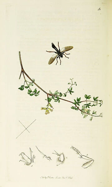 Curtis British Entomology Plate 46
