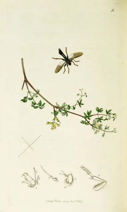 Framed Print : Curtis British Entomology Plate 46 Framed Print : Curtis British Entomology Plate 46
