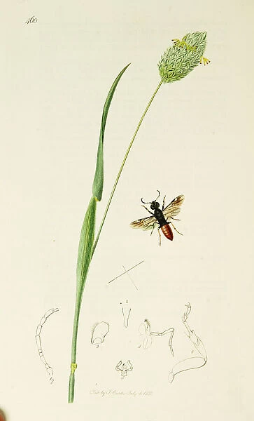 Curtis British Entomology Plate 460