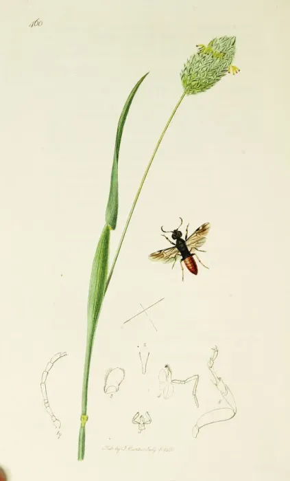 Framed Print : Curtis British Entomology Plate 460 Framed Print : Curtis British Entomology Plate 460