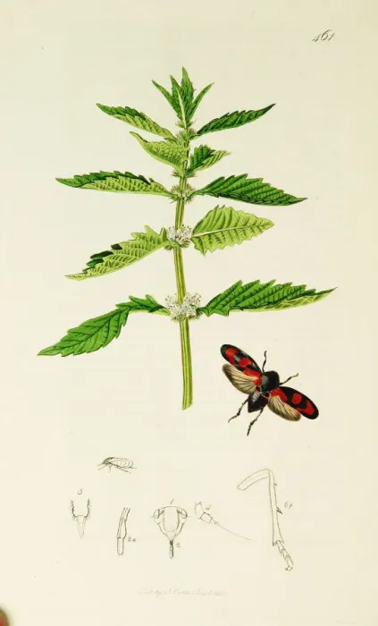 Framed Print : Curtis British Entomology Plate 461