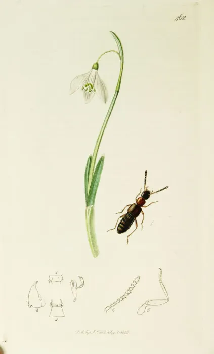Framed Print : Curtis British Entomology Plate 462 Framed Print : Curtis British Entomology Plate 462