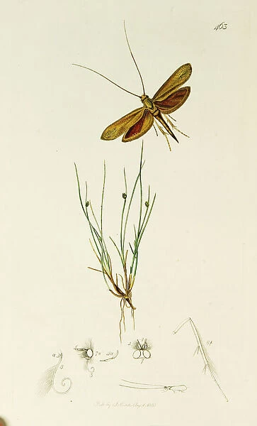 Curtis British Entomology Plate 463