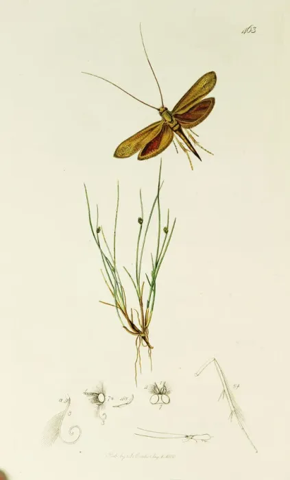 Framed Print : Curtis British Entomology Plate 463 Framed Print : Curtis British Entomology Plate 463