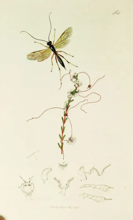Framed Print : Curtis British Entomology Plate 464 Framed Print : Curtis British Entomology Plate 464