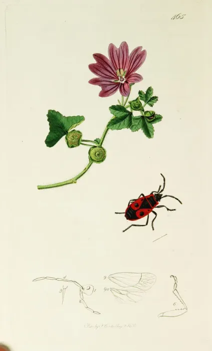 Framed Print : Curtis British Entomology Plate 465 Framed Print : Curtis British Entomology Plate 465