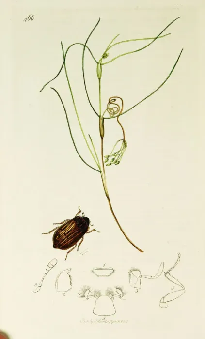 Framed Print : Curtis British Entomology Plate 466 Framed Print : Curtis British Entomology Plate 466