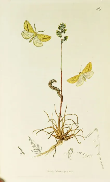 Framed Print : Curtis British Entomology Plate 467 Framed Print : Curtis British Entomology Plate 467