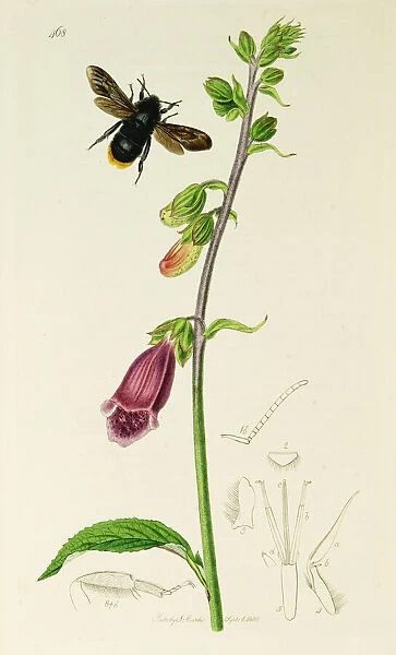 Curtis British Entomology Plate 468