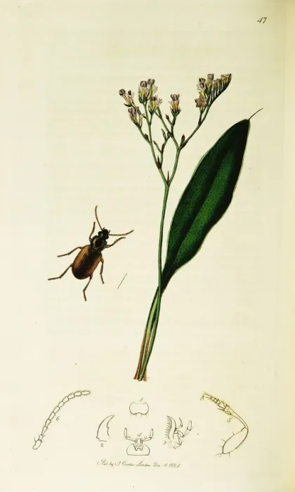 Framed Print : Curtis British Entomology Plate 47 Framed Print : Curtis British Entomology Plate 47