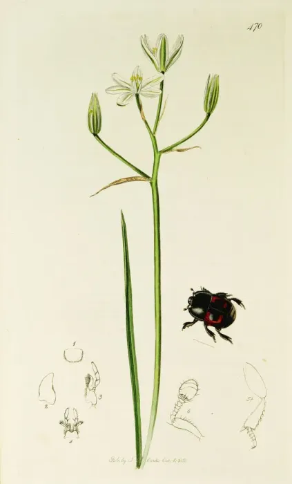 Framed Print : Curtis British Entomology Plate 470 Framed Print : Curtis British Entomology Plate 470