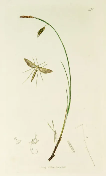 Framed Print : Curtis British Entomology Plate 471 Framed Print : Curtis British Entomology Plate 471