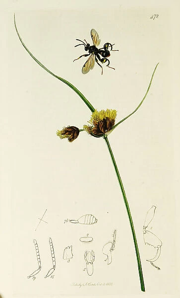 Curtis British Entomology Plate 472