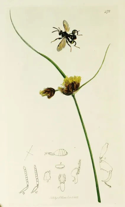 Framed Print : Curtis British Entomology Plate 472 Framed Print : Curtis British Entomology Plate 472